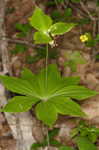 Indian cucumber